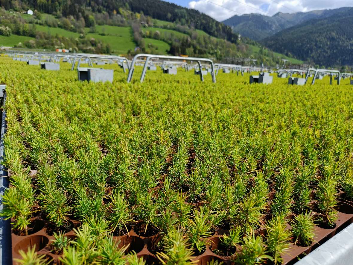 Größere Pflänzchen stehen bereits im Freien