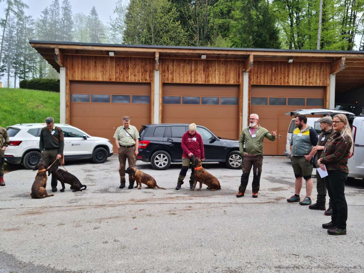 Hundeführer mit Hunden