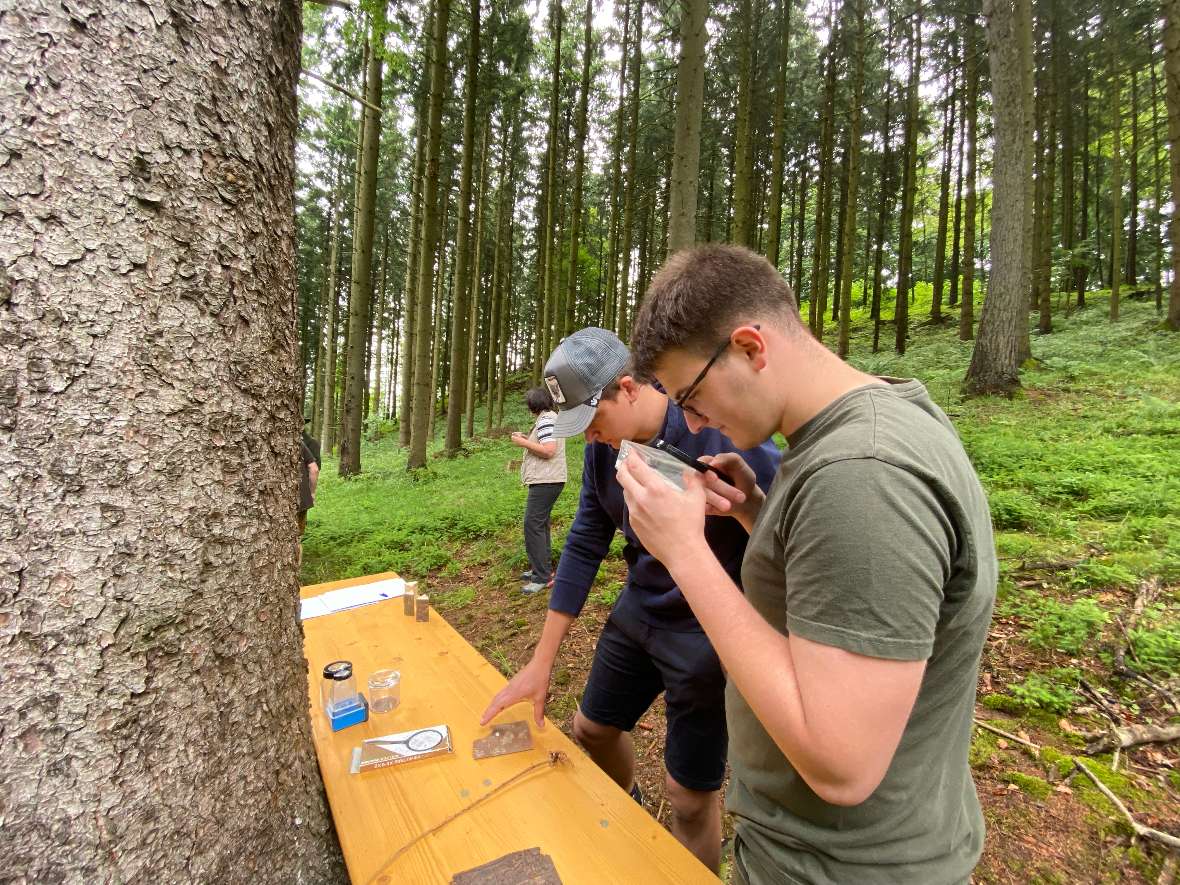 Zeigerpflanzen und Holz erkennen