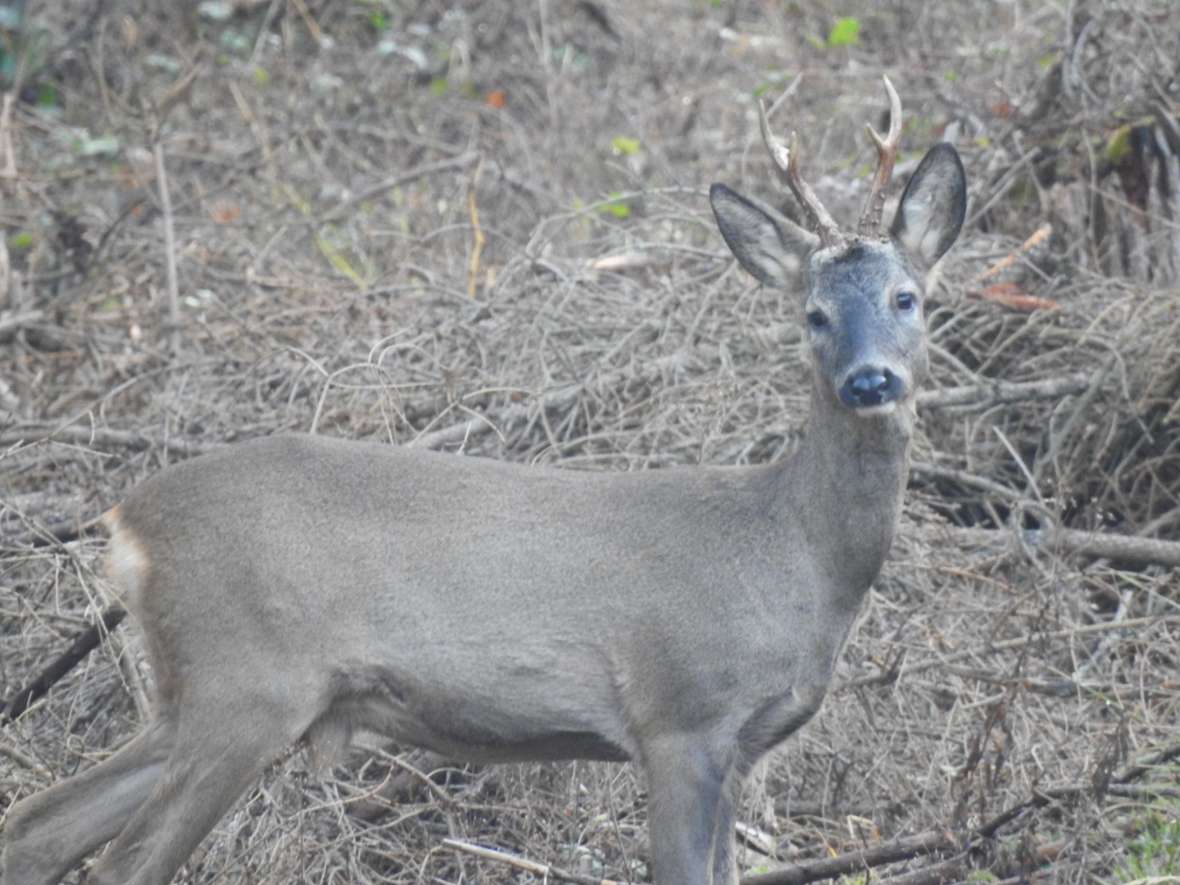 Ein Rehbock im Anblick im Gelände