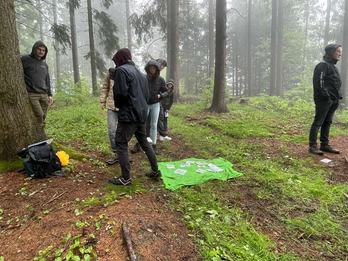 Im Wald im Regen