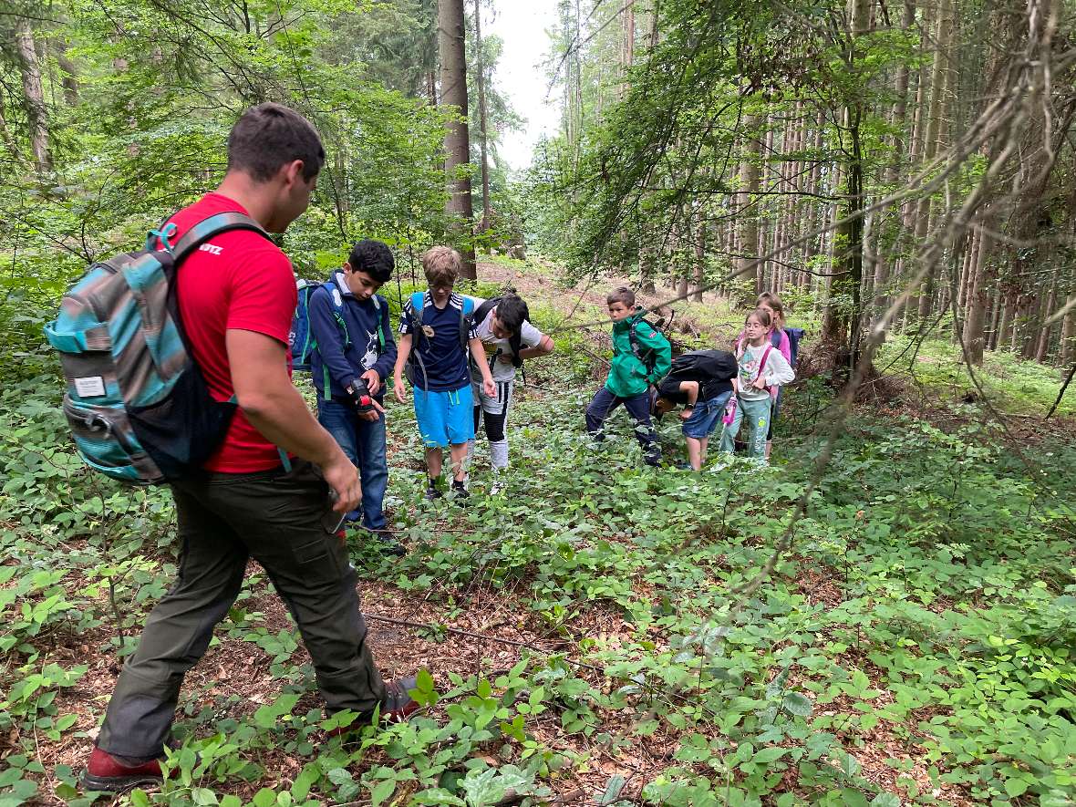 Weg finden durch den Wald