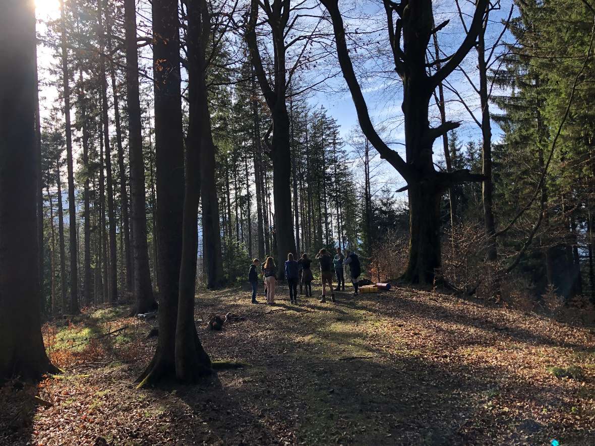 Eine Waldlichtung mit Menschen im Hintergrund