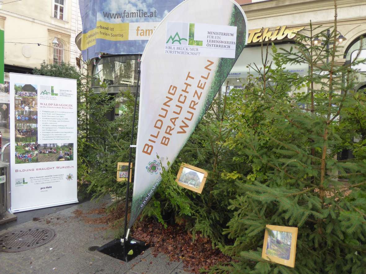 Geschnittene Jungbäume als Anschauungsmaterial