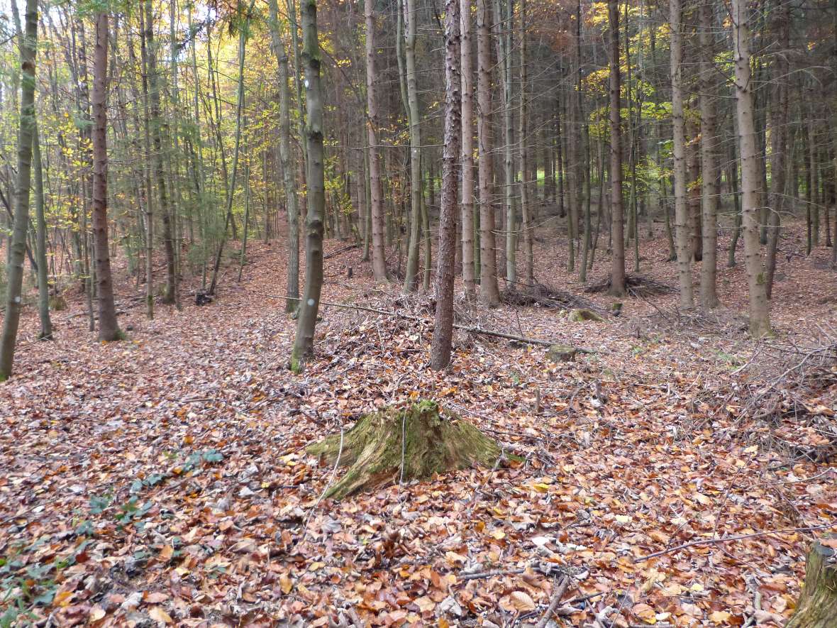 Blick in den Lehrforst