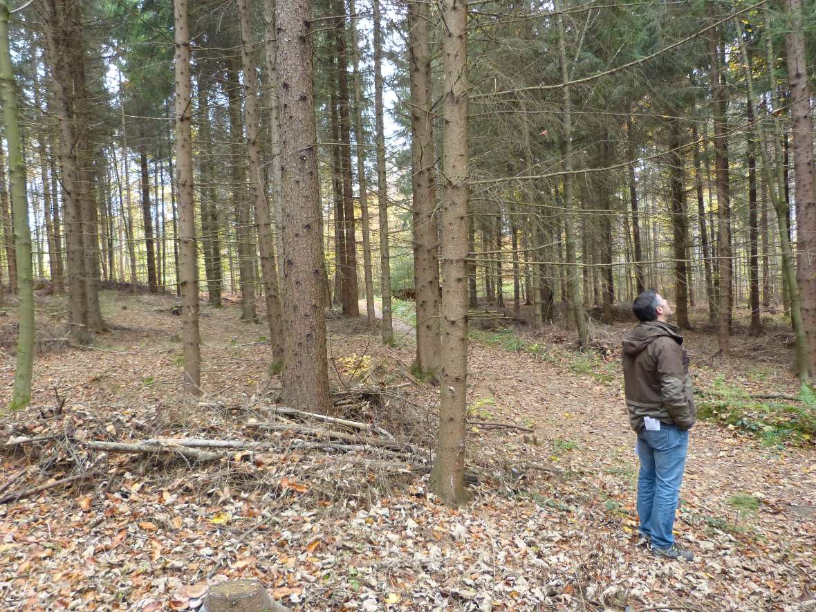 Ein Teilnehmer neben Bäumen schaut in die Kronen