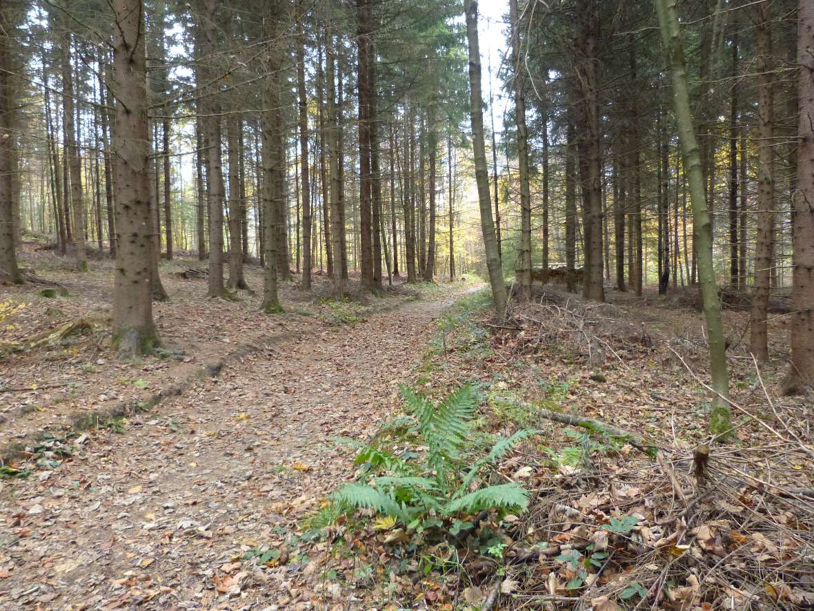 Waldweg mit Fichten