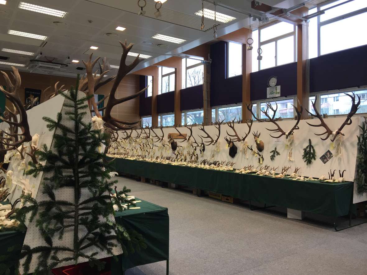 Trophäen im umgebauten Turnsaal