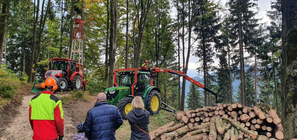 Geschnittene Stämme im Forst