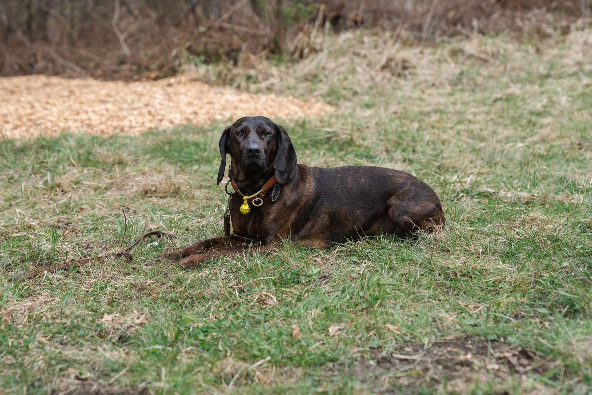 Der Spürhund im Gras