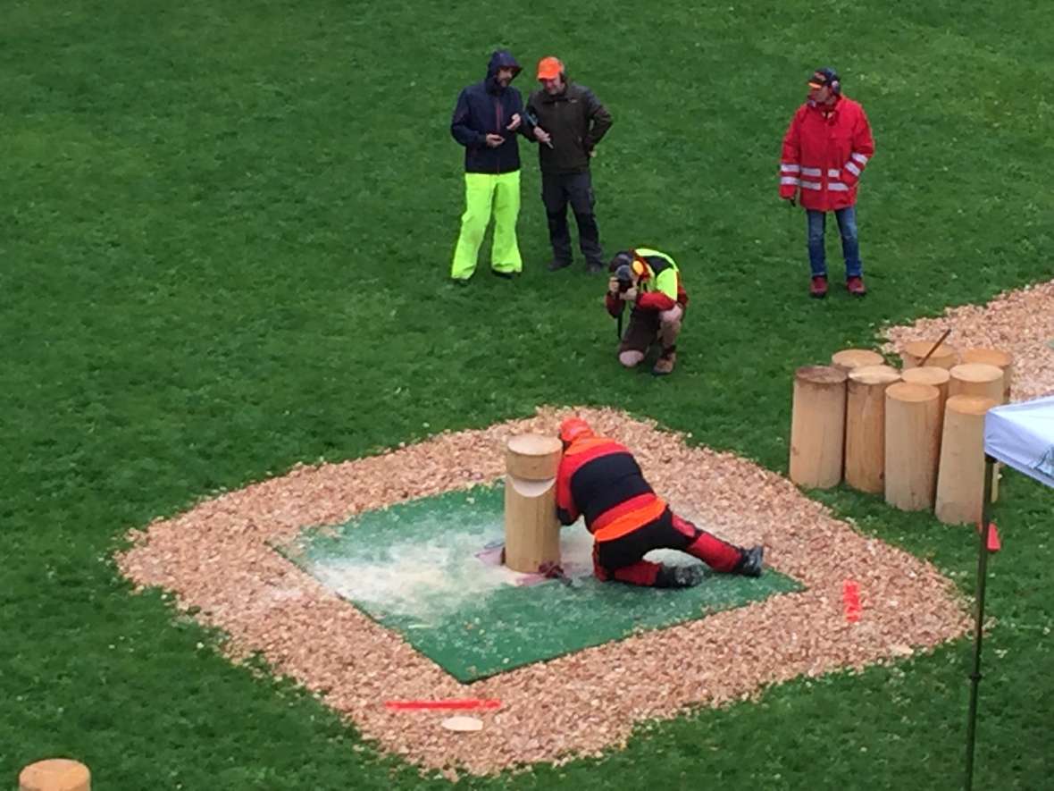 Fallkerb und Fällschnitt