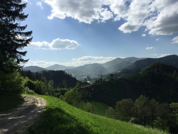 Wald und Hügellandschaft