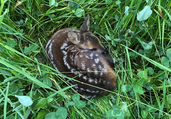 Ach wie süß, Kitz im Gras